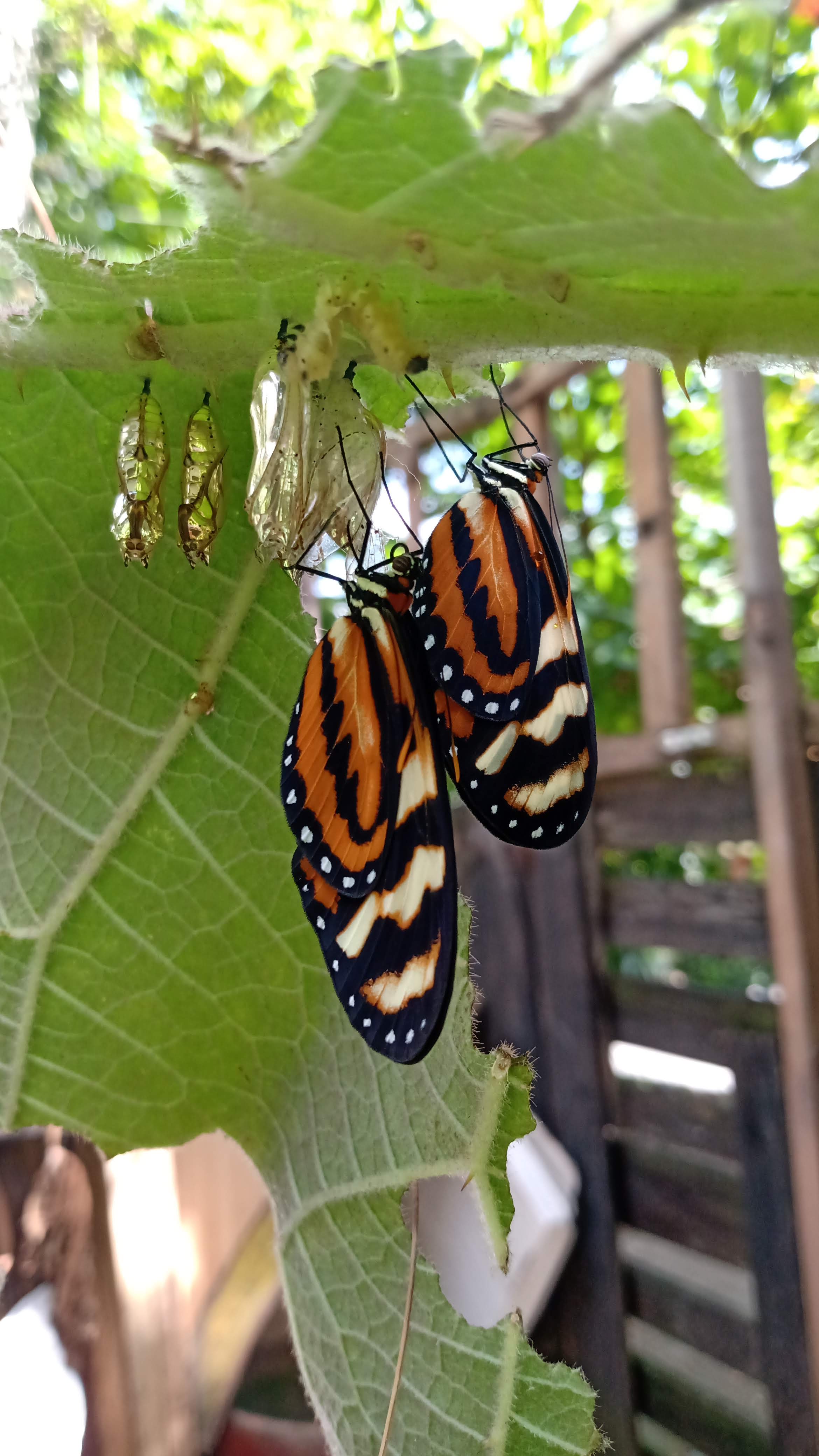 Equipo o comunidad de Corporación Clorofila